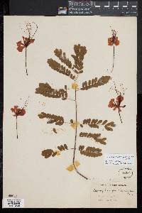 Caesalpinia pulcherrima image