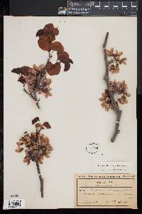 Cercis siliquastrum image