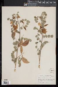 Image of Colutea arborescens