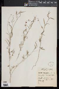 Image of Crotalaria filifolia