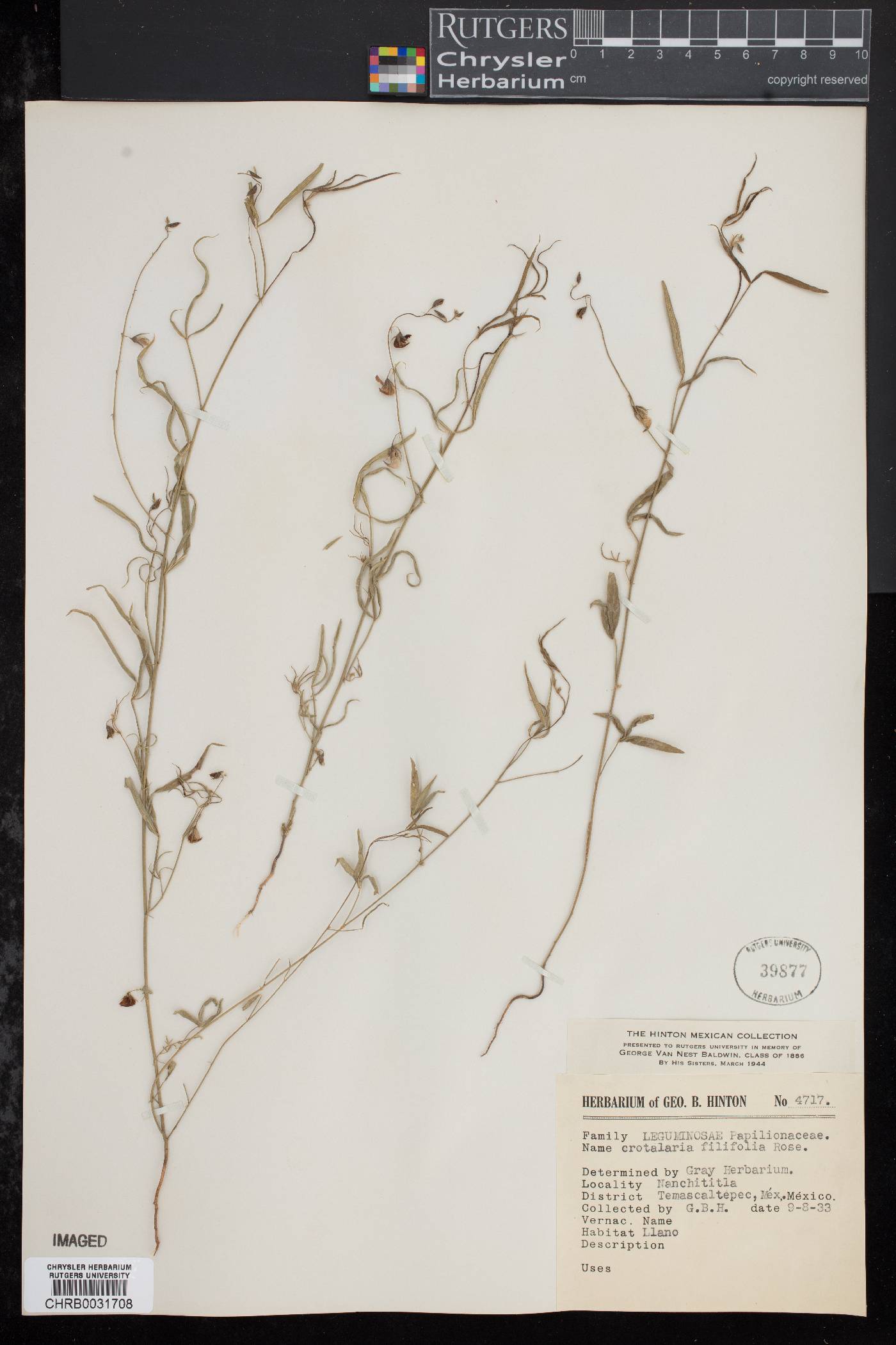 Crotalaria filifolia image