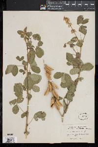 Crotalaria incana image