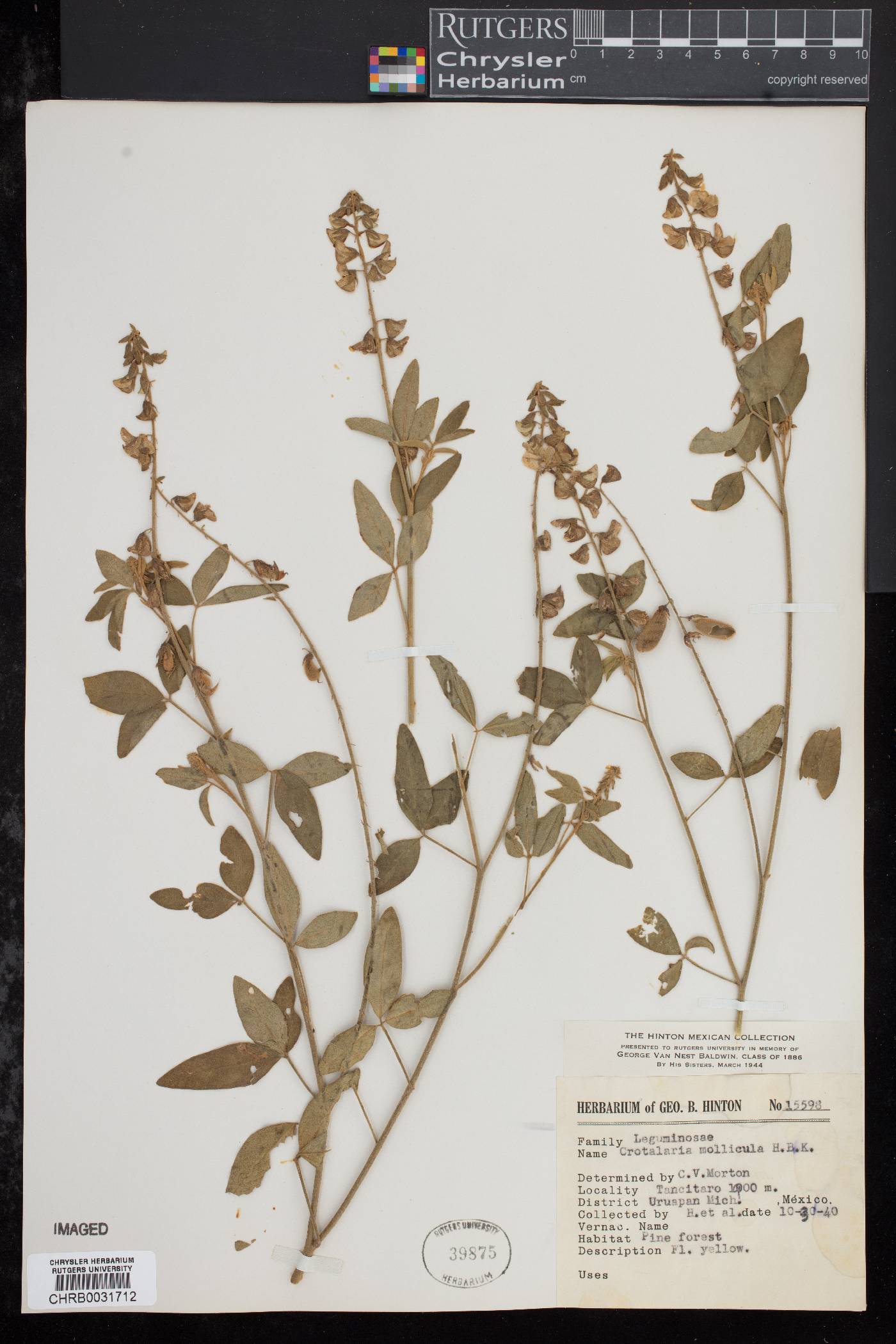 Crotalaria mollicula image