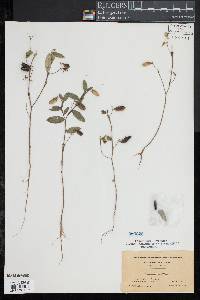 Crotalaria sagittalis image