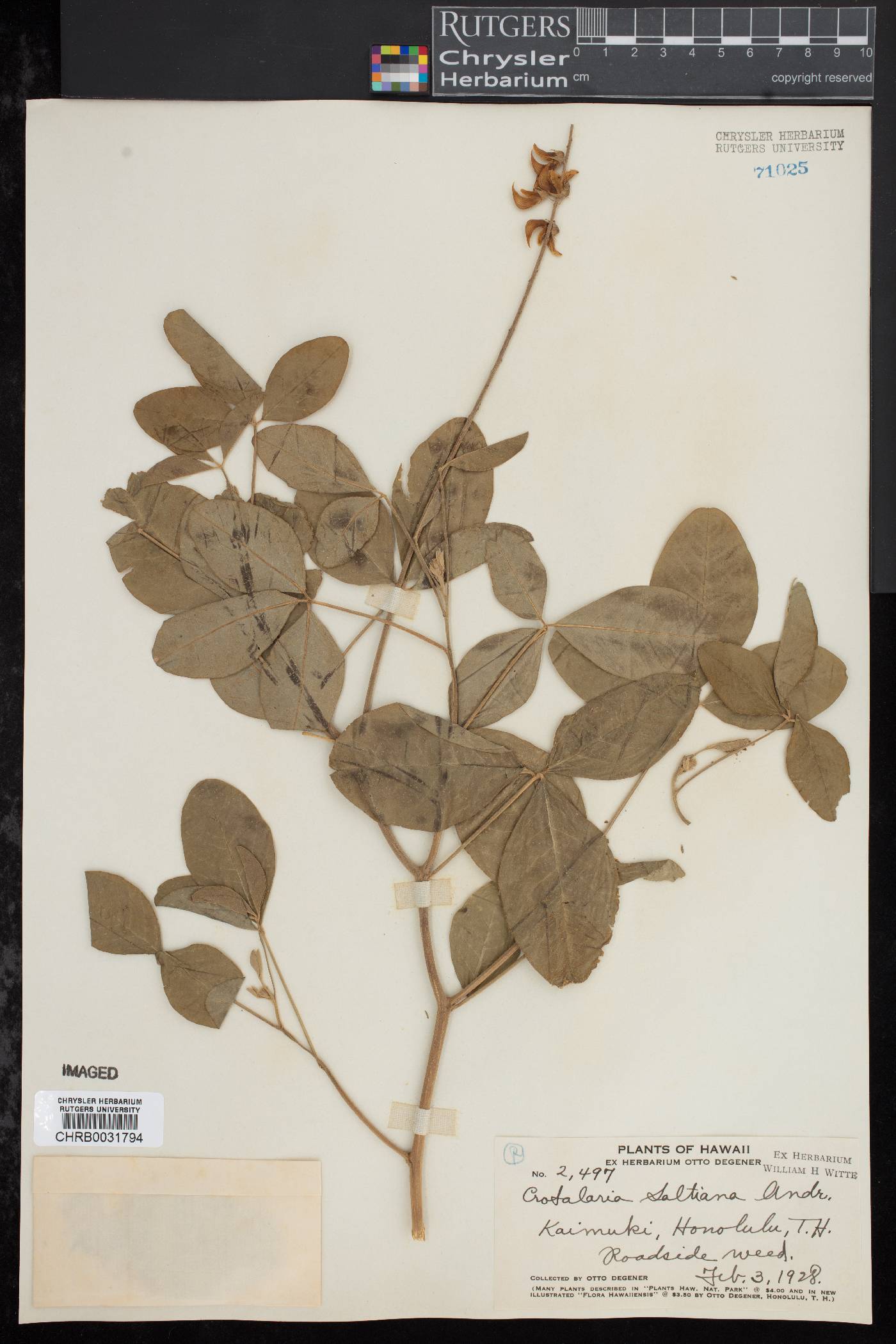 Crotalaria saltiana image