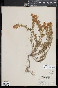 Image of Chamaecytisus supinus