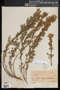 Cytisus multiflorus image