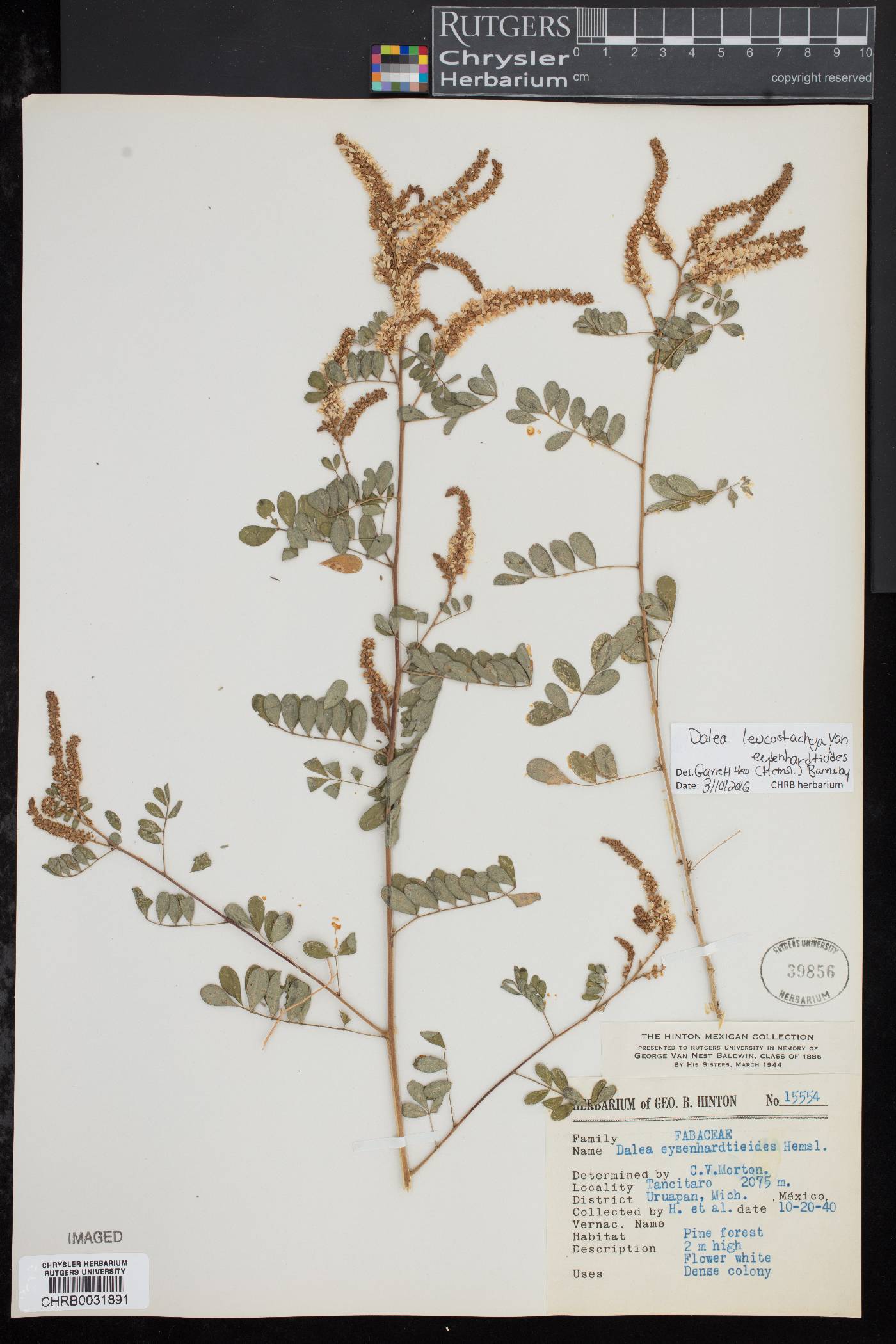 Dalea eysenhardtioides image