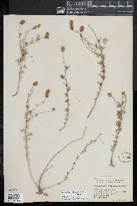 Image of Dalea tenuifolia