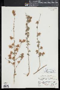 Dalea versicolor var. glabrescens image