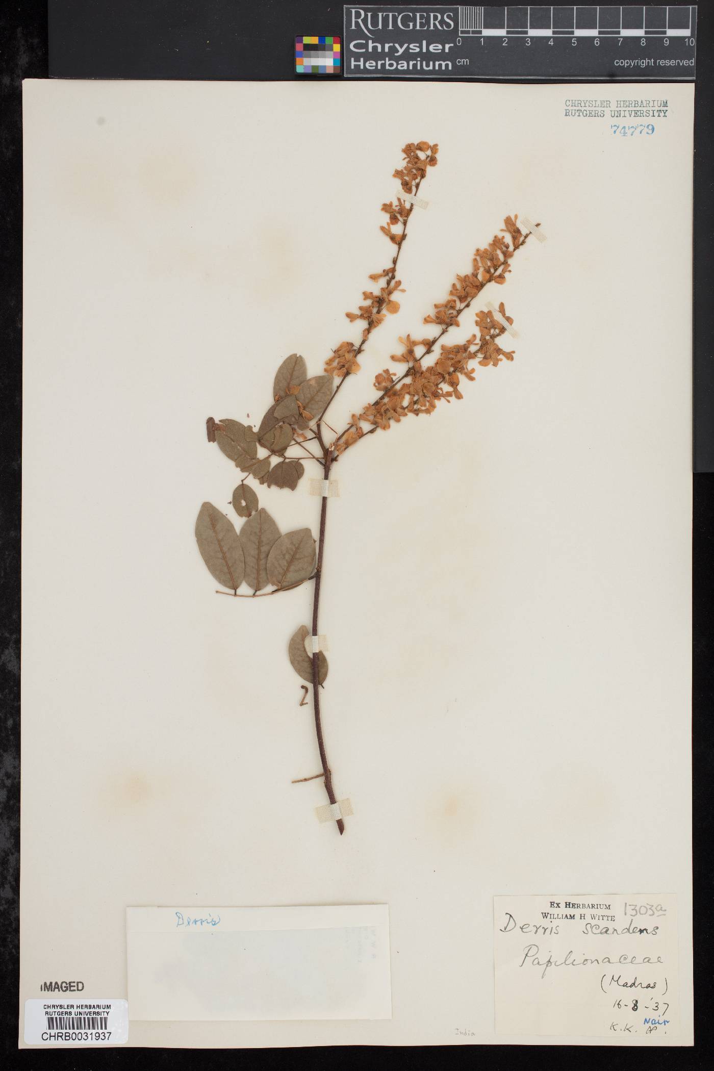 Derris scandens image