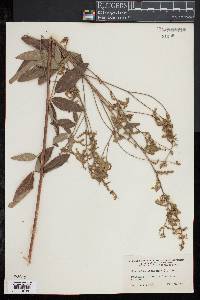 Desmodium canadense image