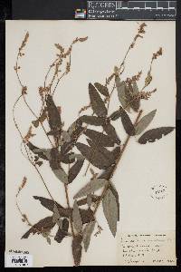 Desmodium canadense image