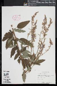 Desmodium canadense image