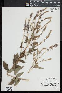 Desmodium canadense image