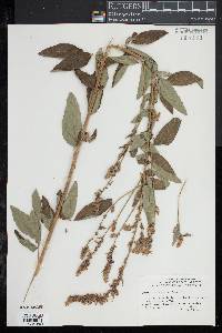 Desmodium canadense image