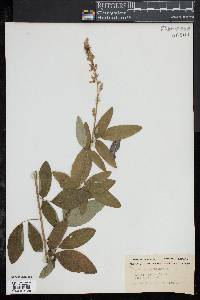 Desmodium canadense image