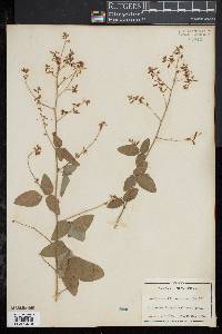 Desmodium canescens image