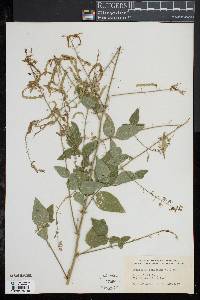 Desmodium canescens image