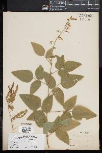 Desmodium canescens image