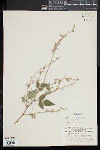 Desmodium canescens image