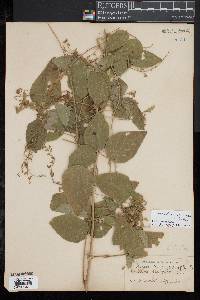 Desmodium canescens image