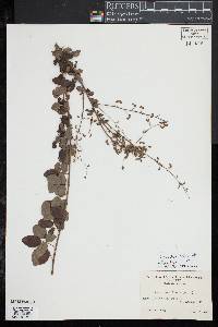 Desmodium ciliare image