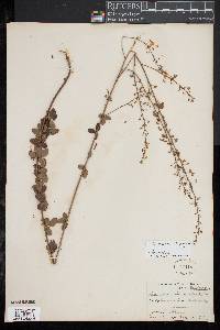 Desmodium ciliare image