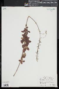 Desmodium ciliare image