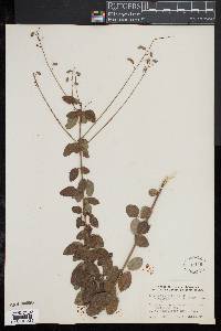 Desmodium ciliare image