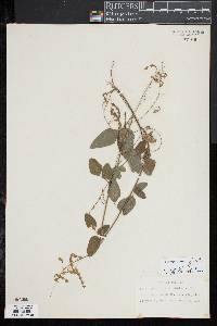 Desmodium rhombifolium image