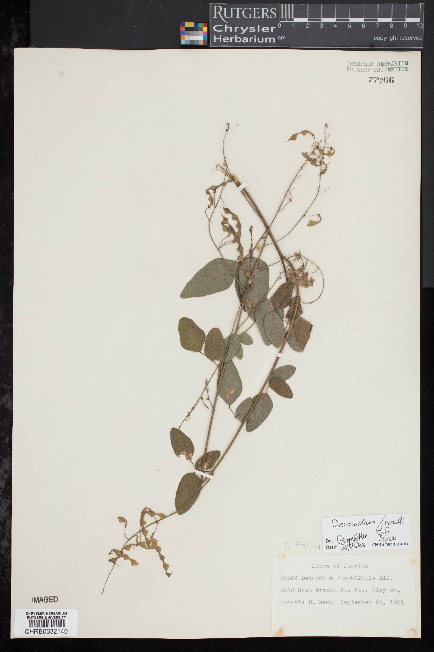 Desmodium rhombifolium image