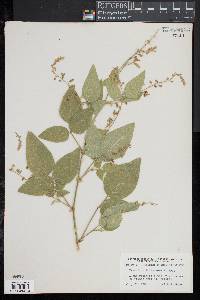 Desmodium illinoense image