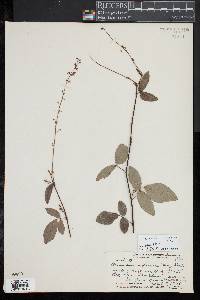 Desmodium incanum image