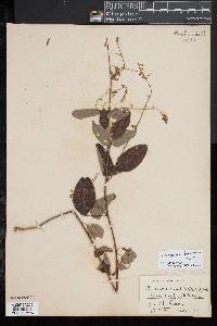 Desmodium laevigatum image