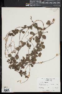 Desmodium lineatum image