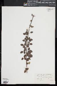 Desmodium marilandicum image