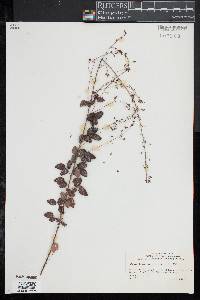 Desmodium marilandicum image