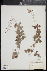 Desmodium marilandicum image