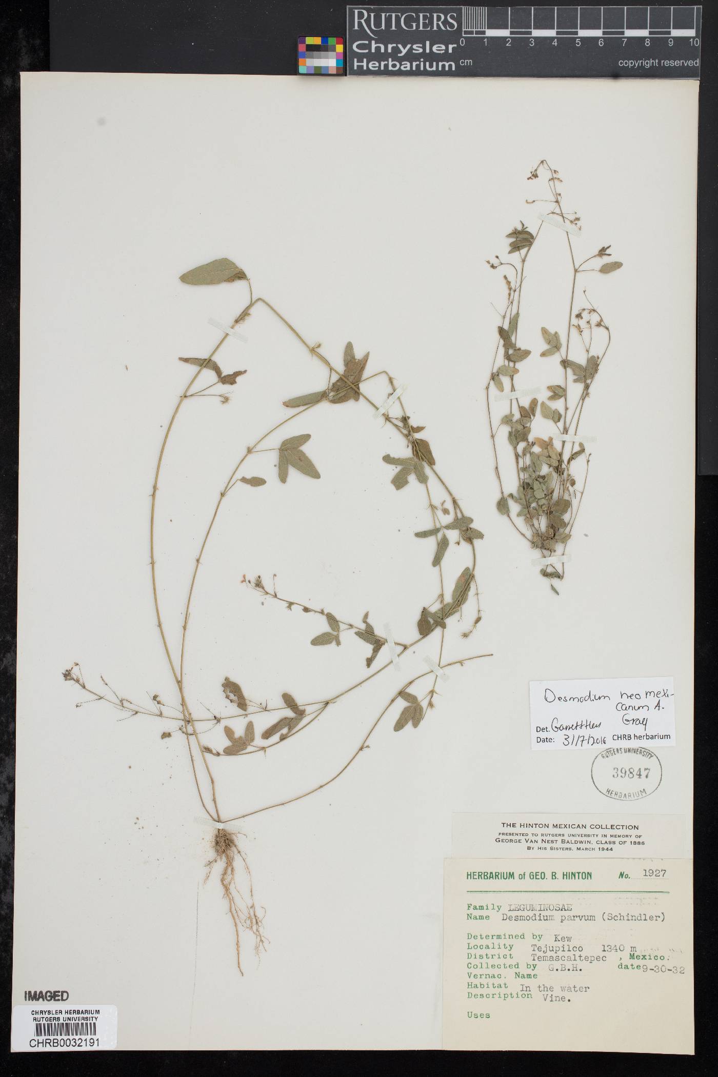 Desmodium parvum image