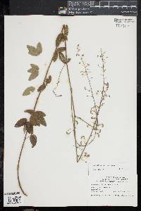 Desmodium rigidum image