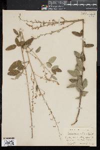 Desmodium rigidum image