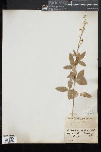 Desmodium rigidum image