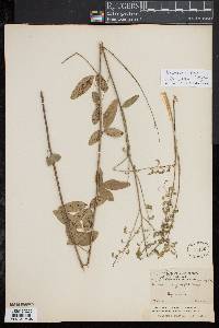 Desmodium rigidum image