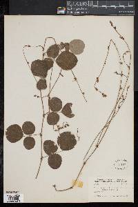 Desmodium rotundifolium image