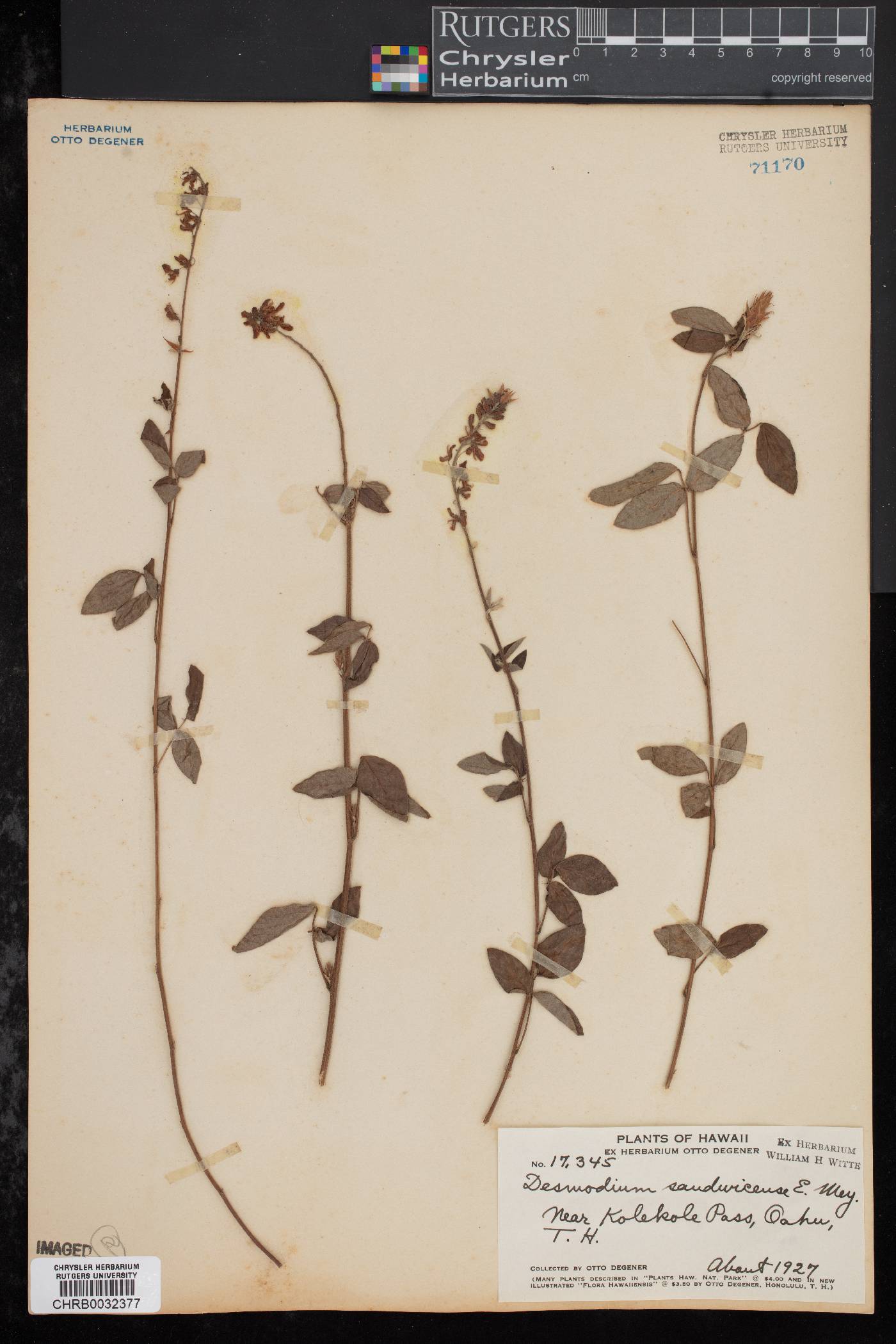 Desmodium sandwicense image