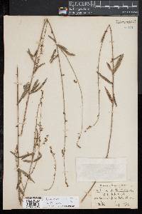 Desmodium strictum image