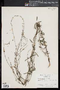 Desmodium strictum image