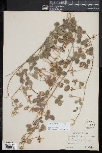 Media resource of Galactia smallii