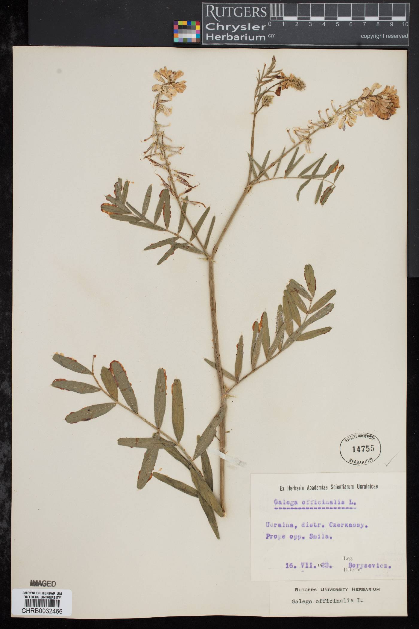 Galega officinalis image